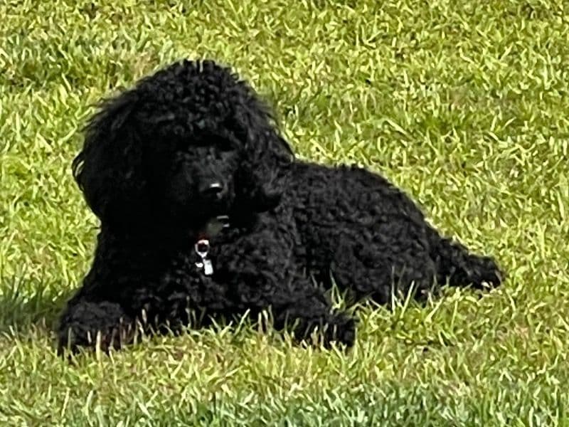 Onyx primary photo