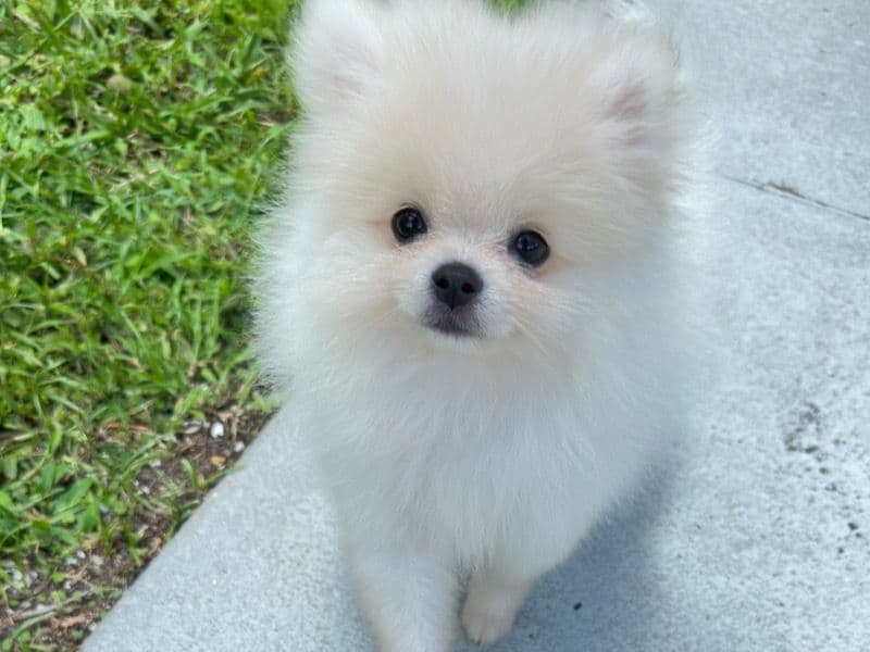 Coco primary photo