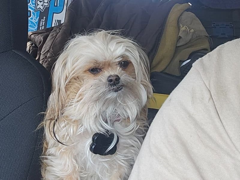 Coco primary photo