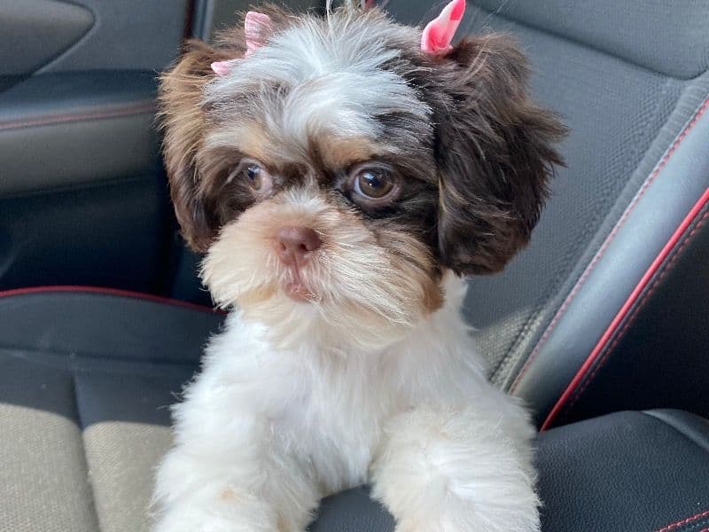 Callie primary photo