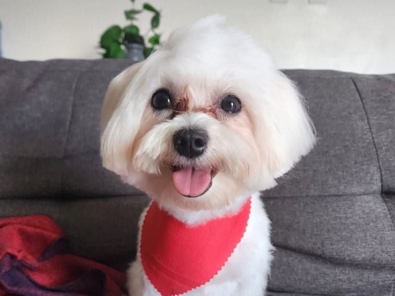 Coco primary photo