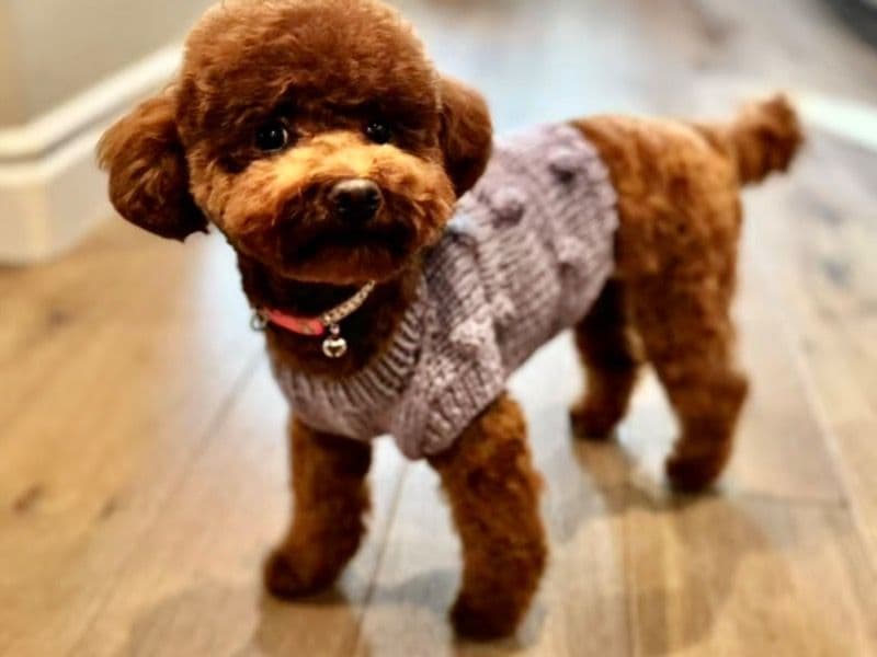 Meimei primary photo