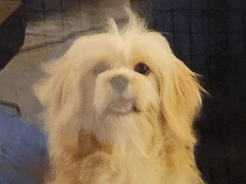 Teddy primary photo