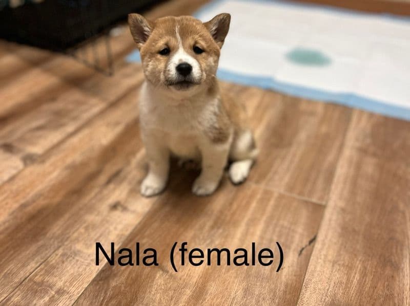 Nala primary photo