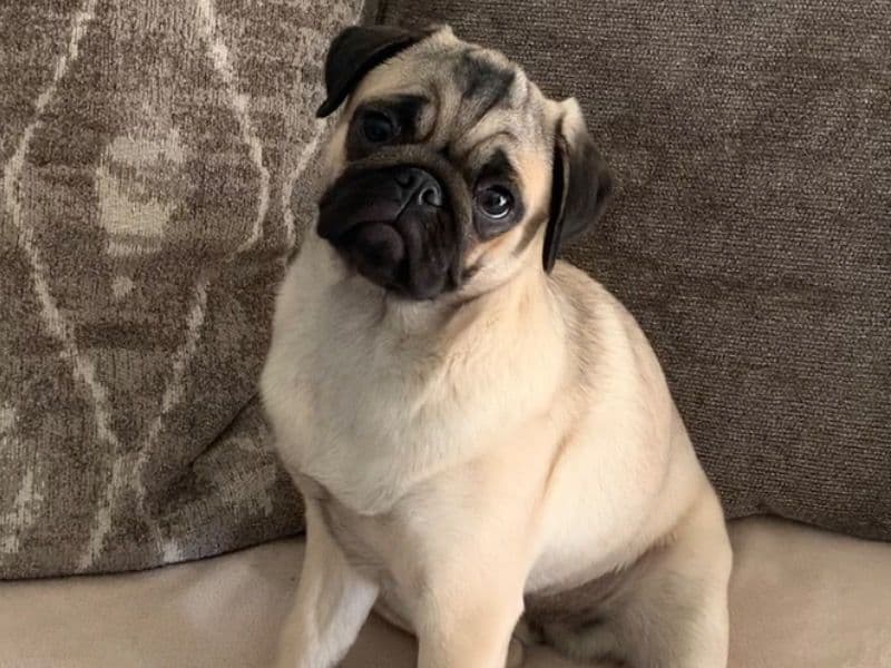 Lola primary photo