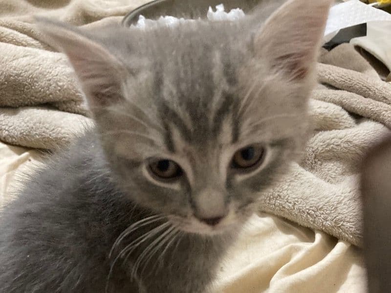 Himalayan/ Bengal primary photo