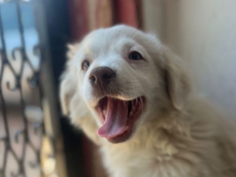 Two Puppies primary photo