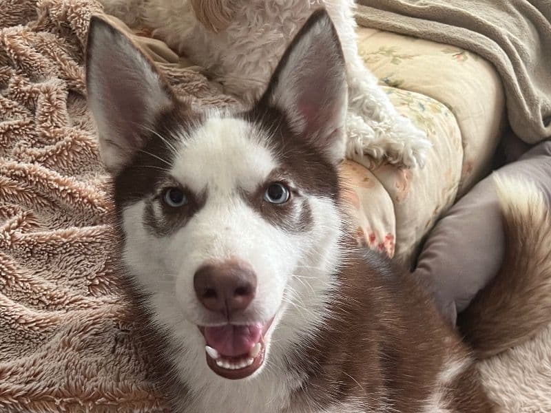 Kahlua primary photo