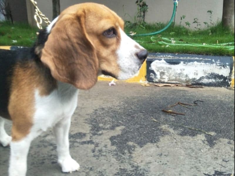 Bruno  - primary photo