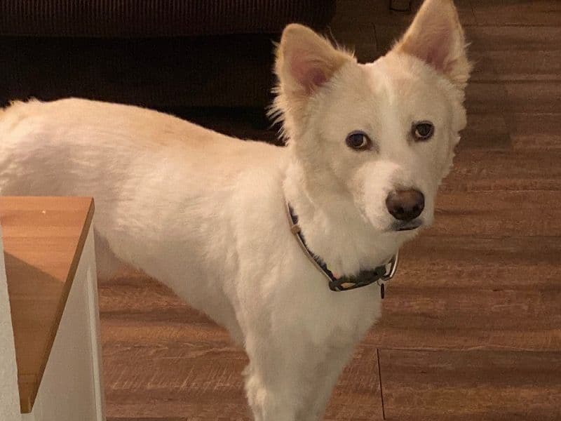 Toto primary photo