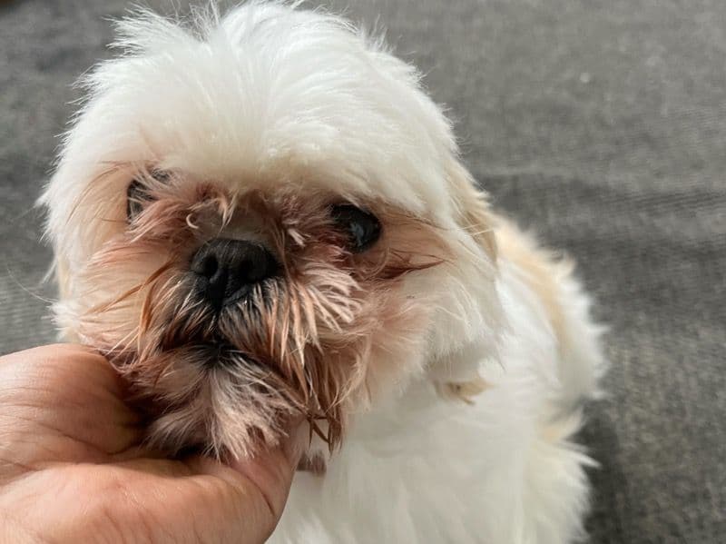 Yuki primary photo