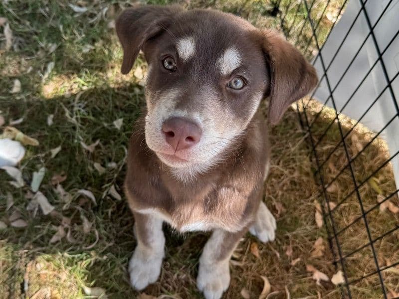 Labsky Male primary photo