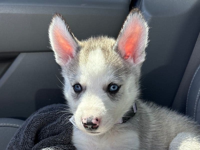 Luna primary photo