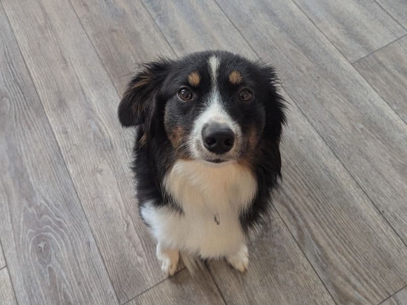 Benny primary photo