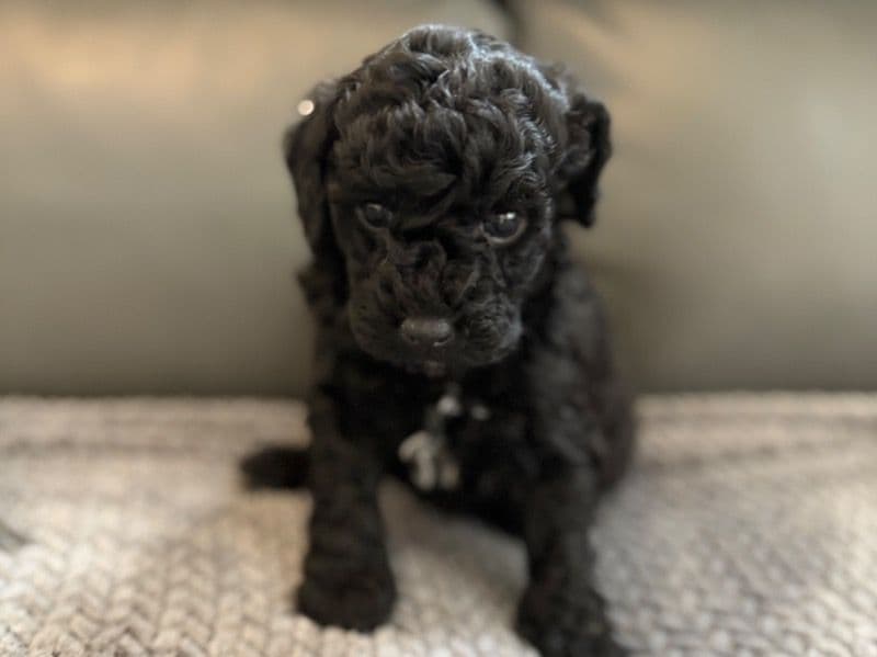 Pup 1 primary photo