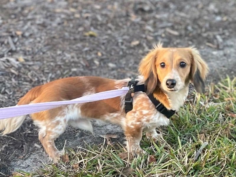 Link primary photo