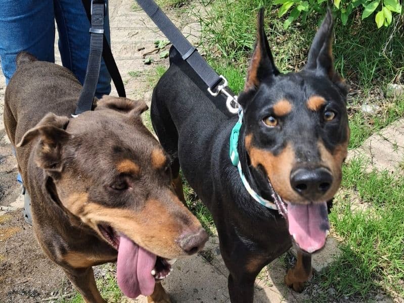 Brownie & Smokie primary photo