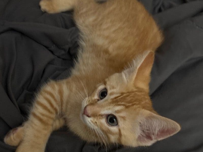 Sugar primary photo