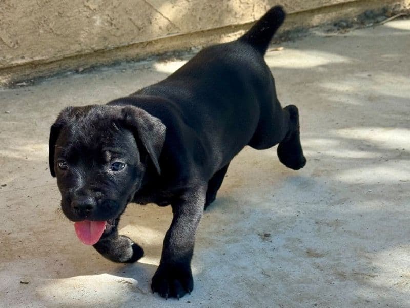 I Have 8 Puppies Available primary photo