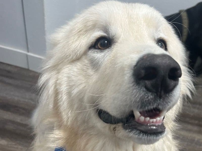 Zeus primary photo