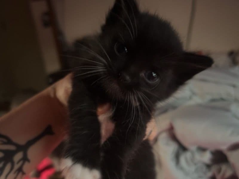 Kitten primary photo