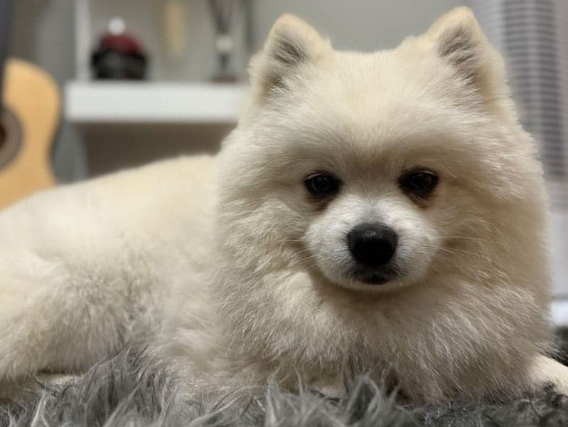 Teddy primary photo
