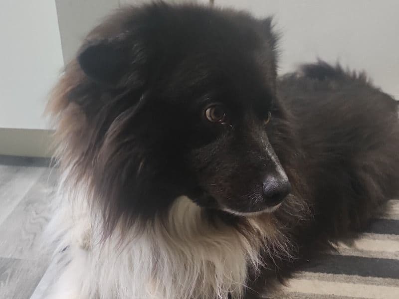 Simba primary photo