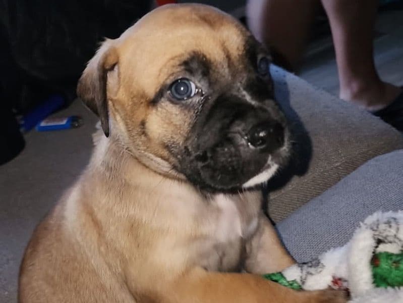 Cane Corso primary photo