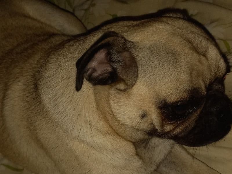 Bella primary photo
