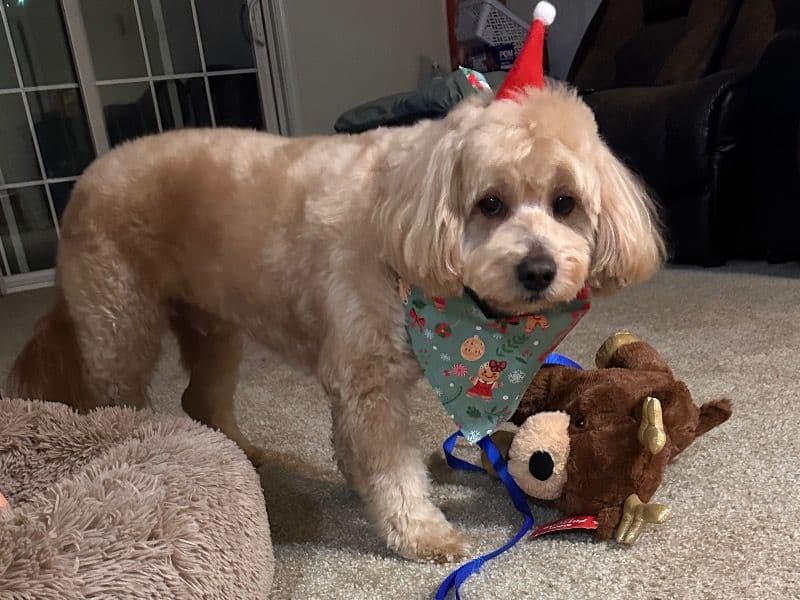 Simba primary photo