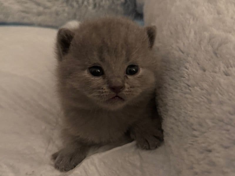 Stormi primary photo