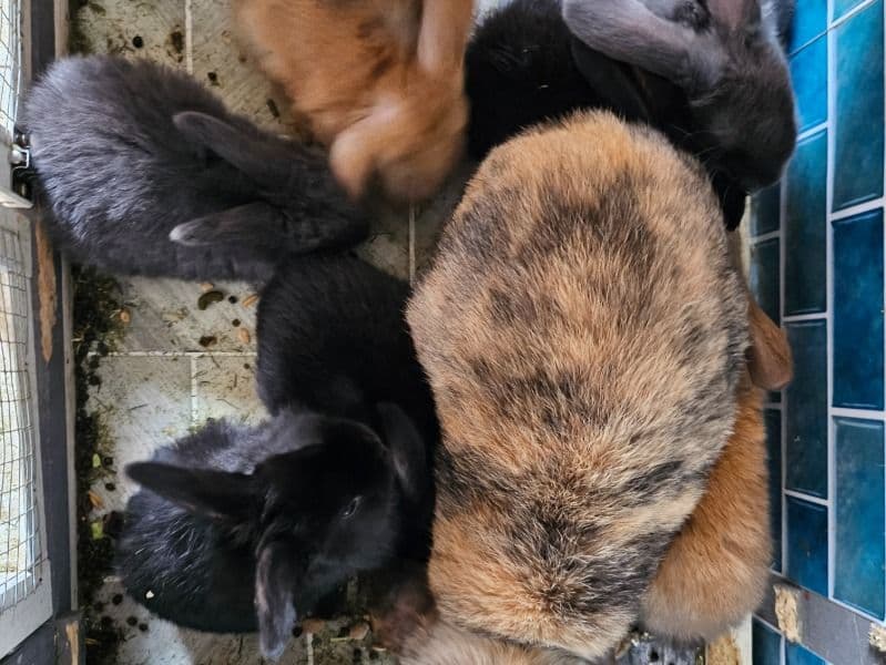 Baby Rabbits 3 Months & Parents primary photo