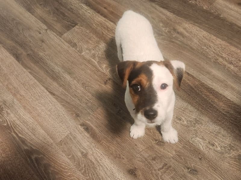 Daisy primary photo