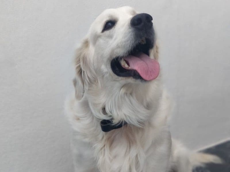 Leo primary photo