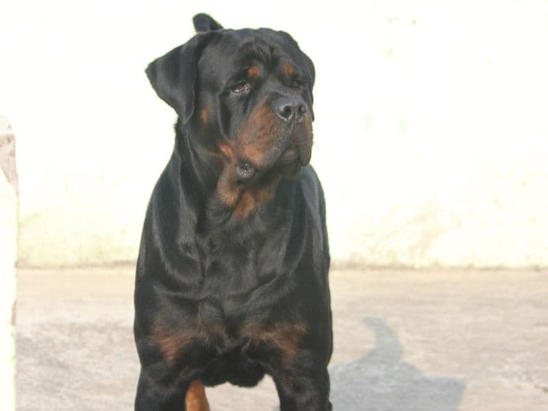 Tiger primary photo