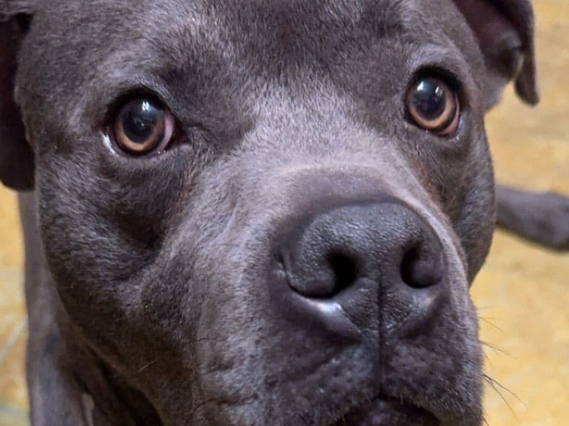 Diesel primary photo