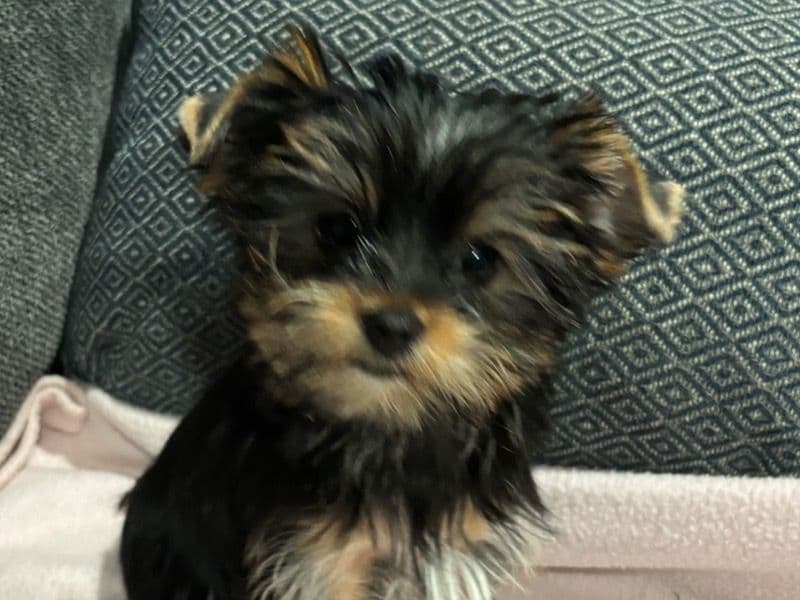 Mika primary photo