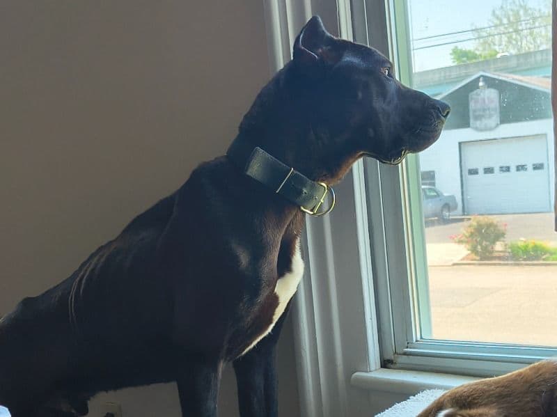 Sarge primary photo