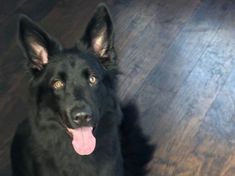 Azula primary photo
