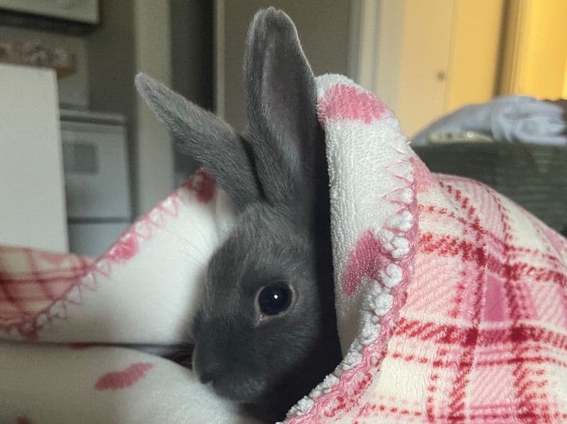 Bun primary photo