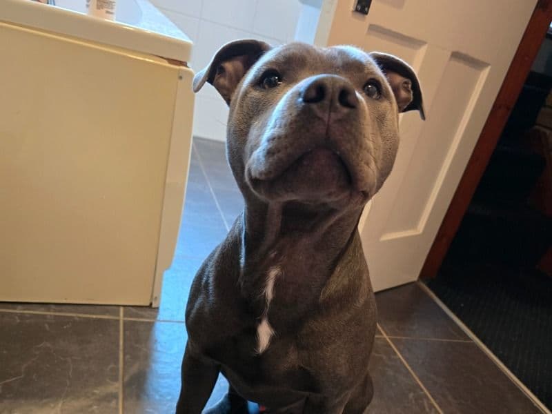 Odin primary photo