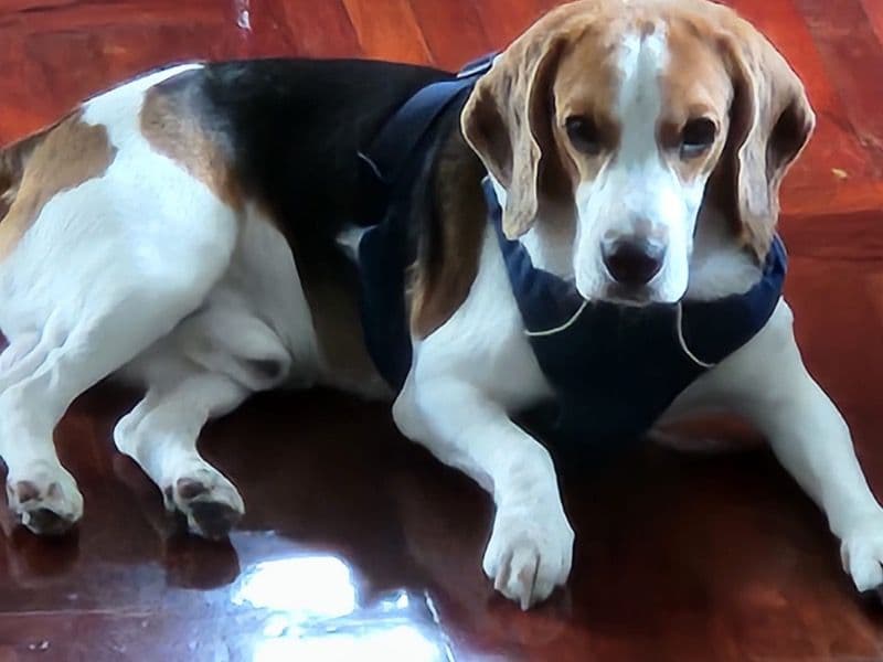 Snoopy primary photo
