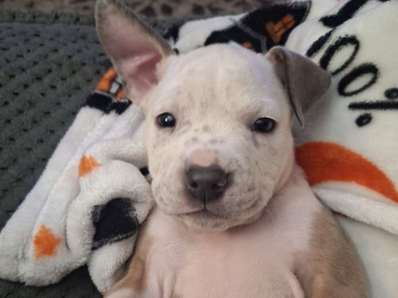 Biscuit primary photo