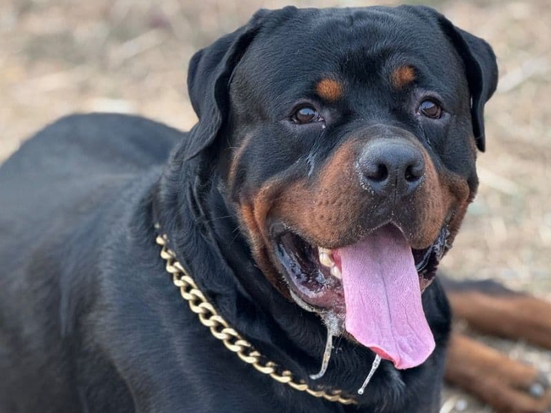 Tyson primary photo
