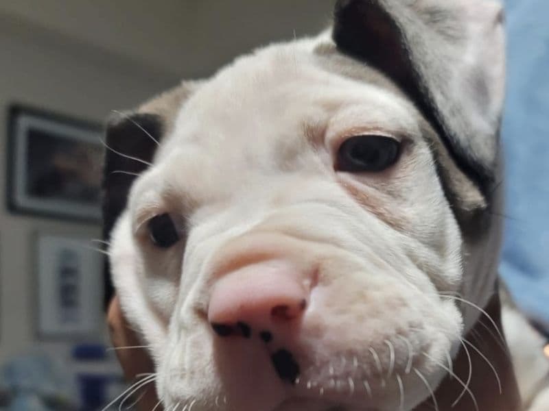 Loki primary photo