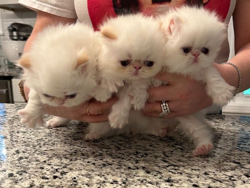 Kitten primary photo
