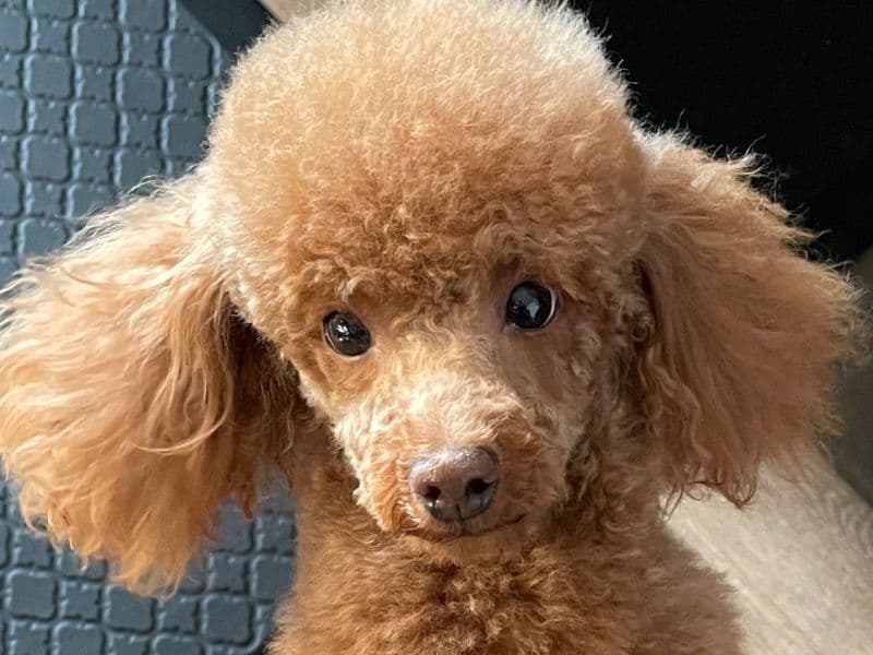 Ginger primary photo