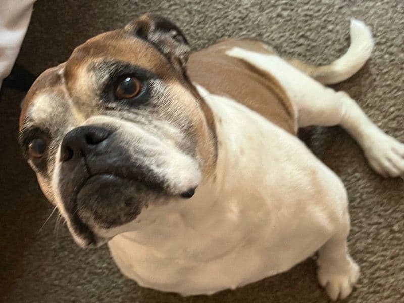 Rudy primary photo