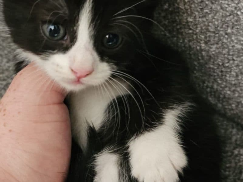 Kitten primary photo