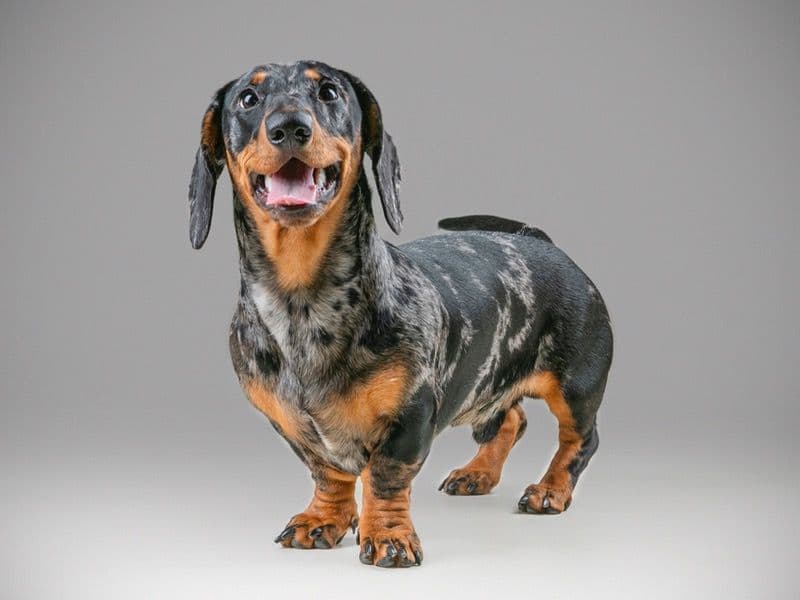 Slinky primary photo